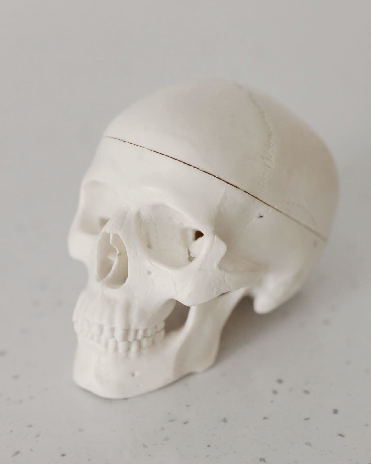 Modelo de crânio branco sobre uma mesa clara